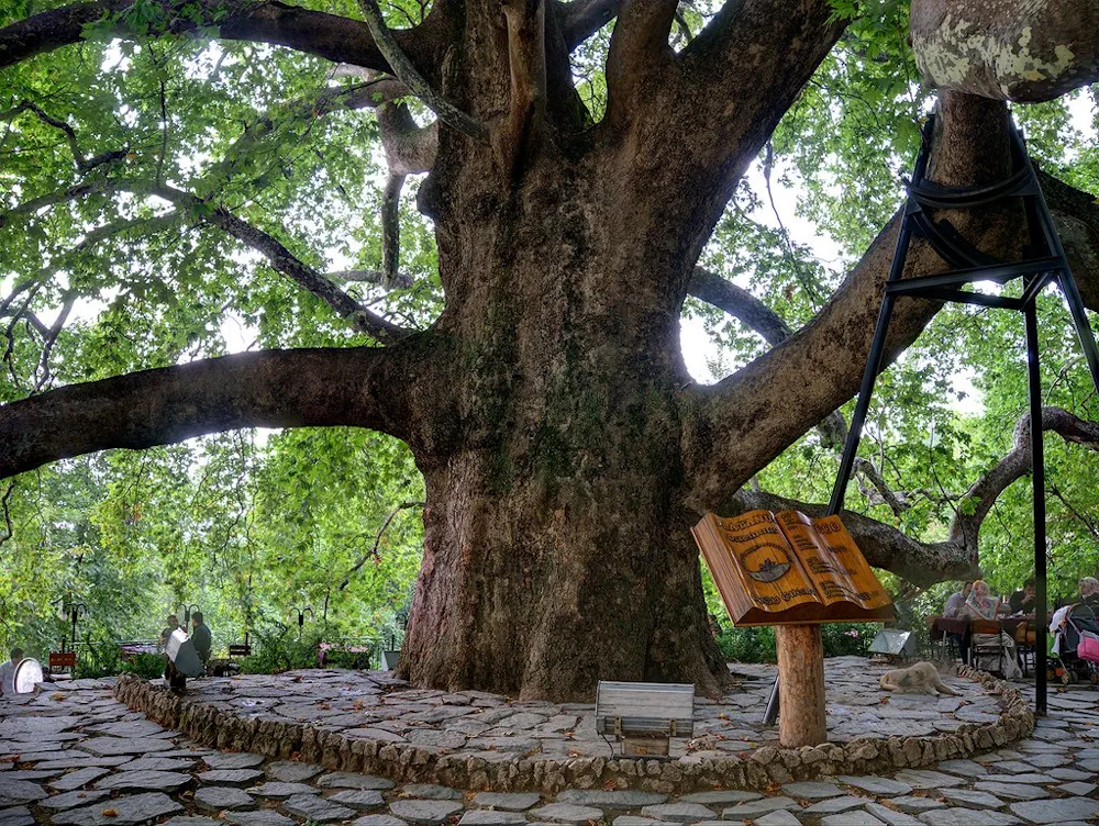 İnkaya Tarihi Çınarı görünümü