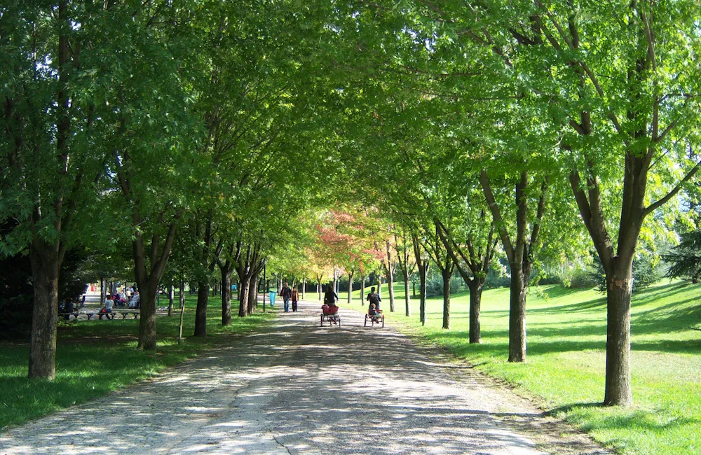 Bursa Soğanlı Botanik Parkı ağaçlı yürüyüş yolu